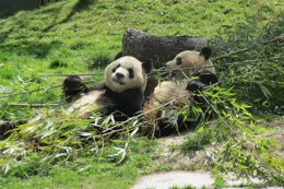 Pandas gigantes