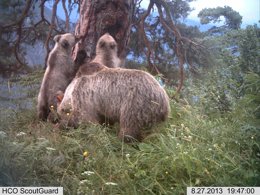 La osa Hvala y dos cachorros en Val d'Aran