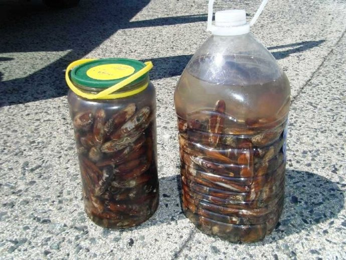 Dátiles de mar decomisados