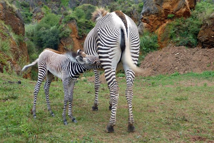 Cebra grevy