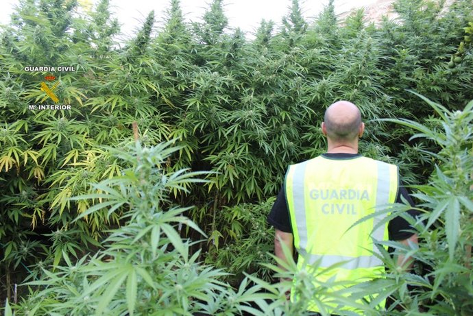 Plantas de marihuana incautadas en una finca de Costitx 