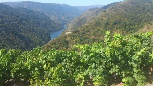 Ribeira Sacra