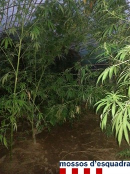 Mossos localizan 130 plantas de marihuana en Girona
