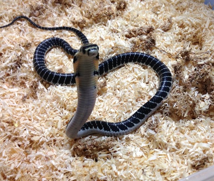 La Comunidad Valenciana registra el primer nacimiento en cautividad de cobra rea