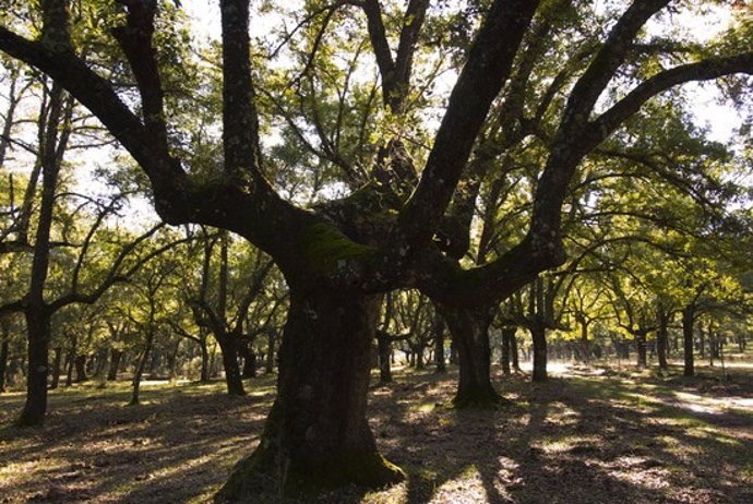 PARQUE NACIONAL CABAÑEROS