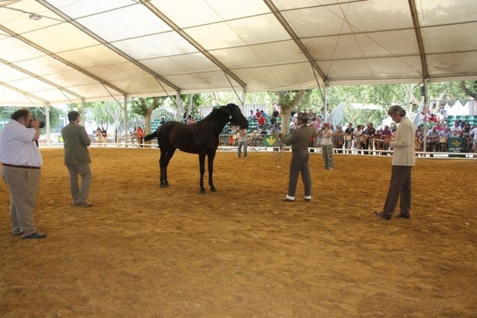 Jueces puntúan uno de los caballos que se dan cita en Anducab 2013.