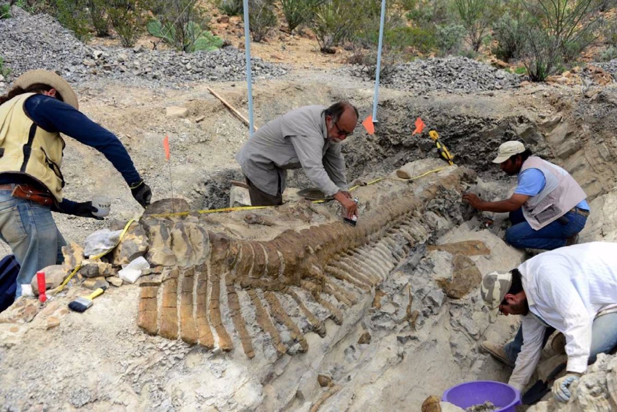 Venezuela Hallan Restos Fosiles De Animales Prehistoricos En