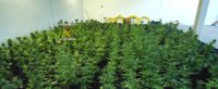 Detenidos dos hombres de 27 y 30 años por tener una plantación con 531 plantas de marihuana