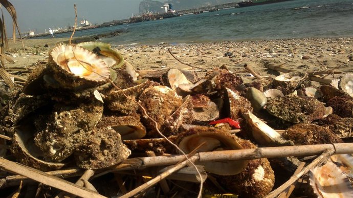 Conchas vacías de lapa ferruginea