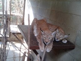 Linces Boreales