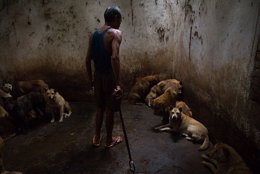 Matadero donde se maltratan perros en China
