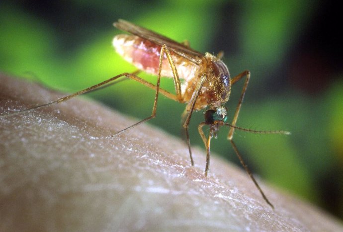 Mosquitol virus del Nilo Occidental