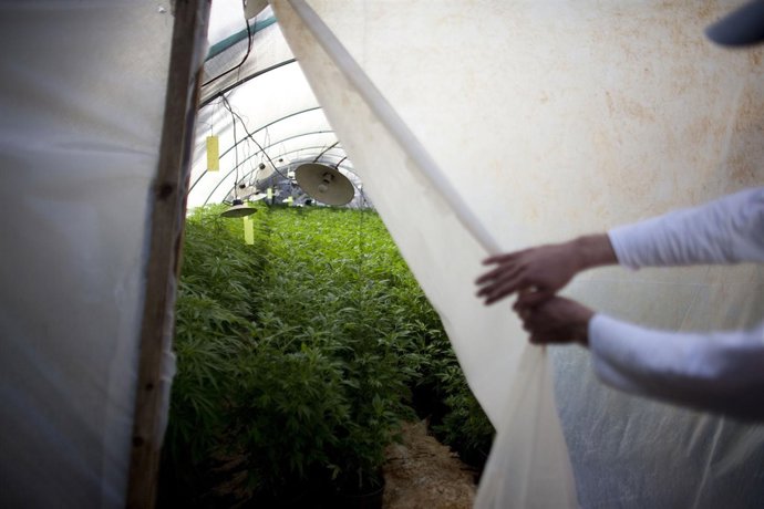 Plantación de Marihuana