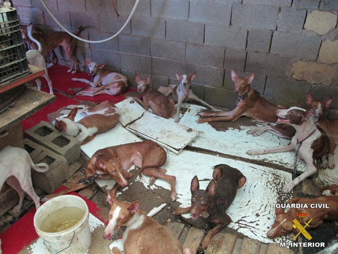 Perros liberados en Font d'en Carrós