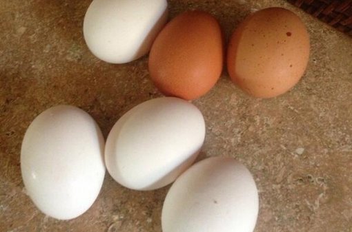 El tamaño d elos huevos está relacionado con  se rbuen padre