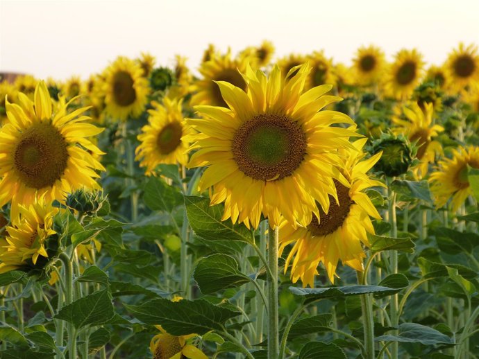 Campo de girasoles, girasol, pipas, aceite de girasol