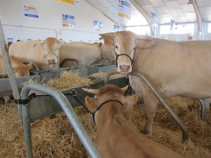 Animales expuestos en 'Agromaq 2013'