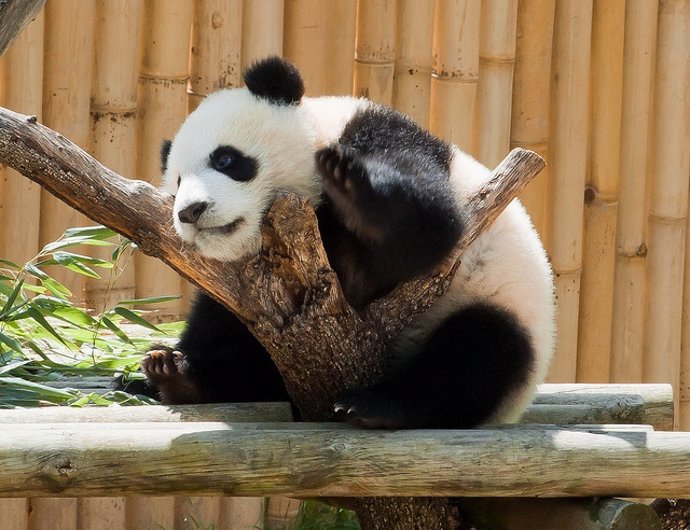 Oso Panda