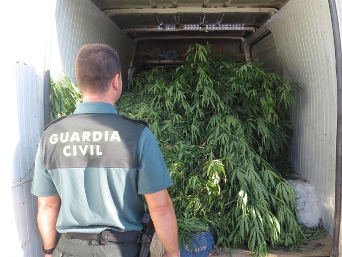 Marihuana intervenida