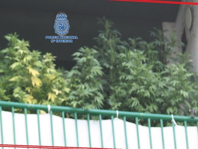 Marihuana en la terraza de un hombre detenido