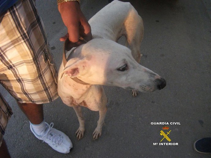 Detenido por cazar con un galgo robado en Sevilla
