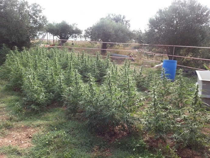 Plantas de marihuana encontradas en huertos de la provincia de Girona