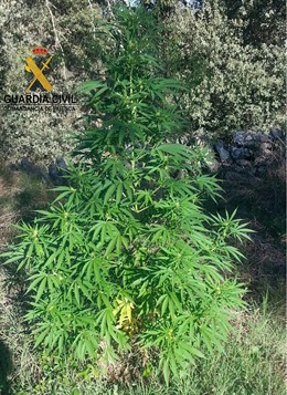 Plantas de Marihuana incautada