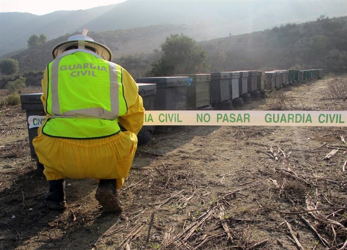 Imagen de las colmenas