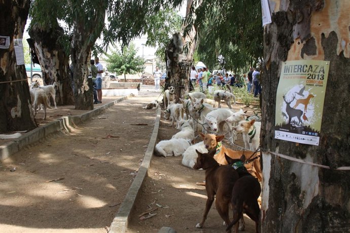 Una rehala de perros de las actividades previas de Intercaza 2013