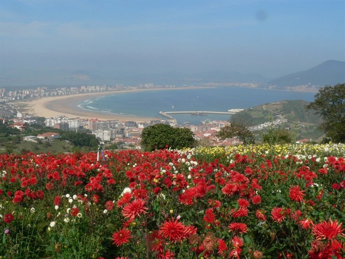Campos de flores en Laredo