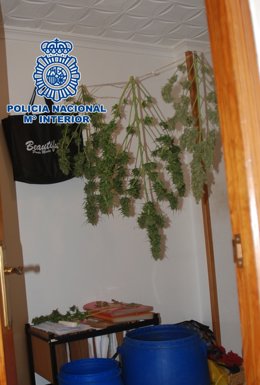 Secadero de cannabis