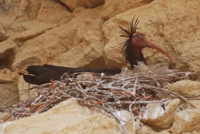 Ejemplar de ibis eremita