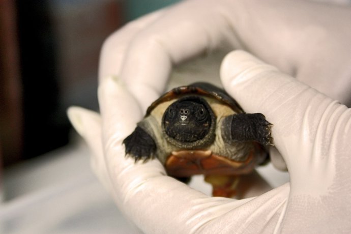 Tortuga gigante malaya