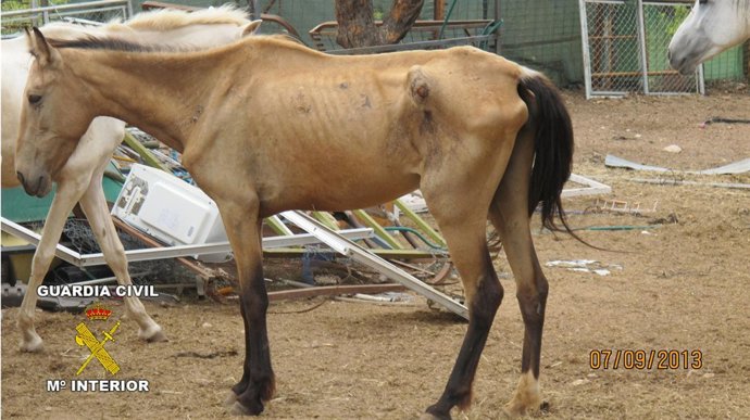 Caballos desnutridos localizados en Monserrat