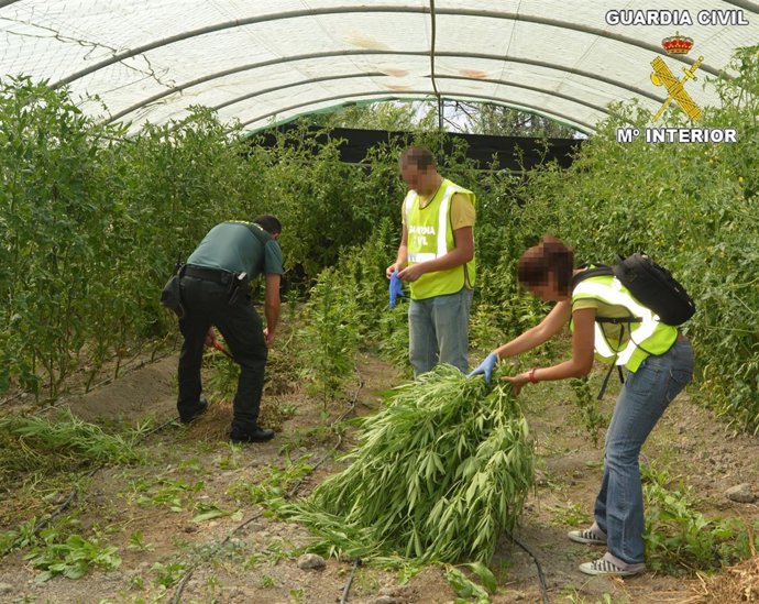 Incautación de plantas de marihuana