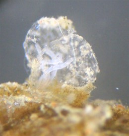 Tubo de 'Osedax deceptionensis' donde se aprecian sus pólipos