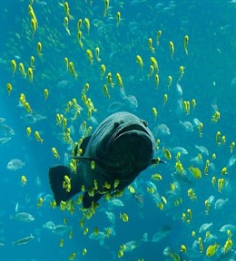 Pez, mar, océano, marino, submarino