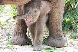 Elefante nacido en Indonesia