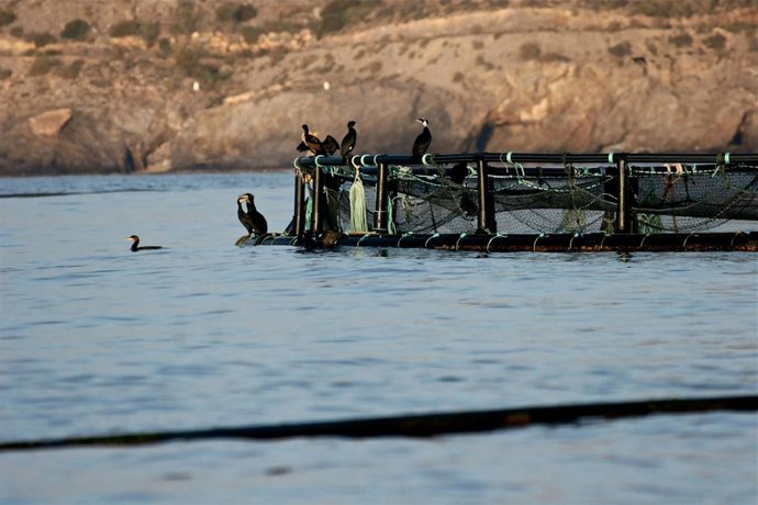 Presencia de aves en instalaciones acuícolas
