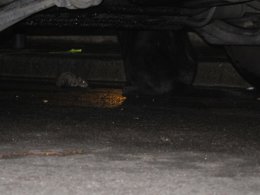 Una rata vigilada por un gato en la calle Tinent Flomesta de Barcelona