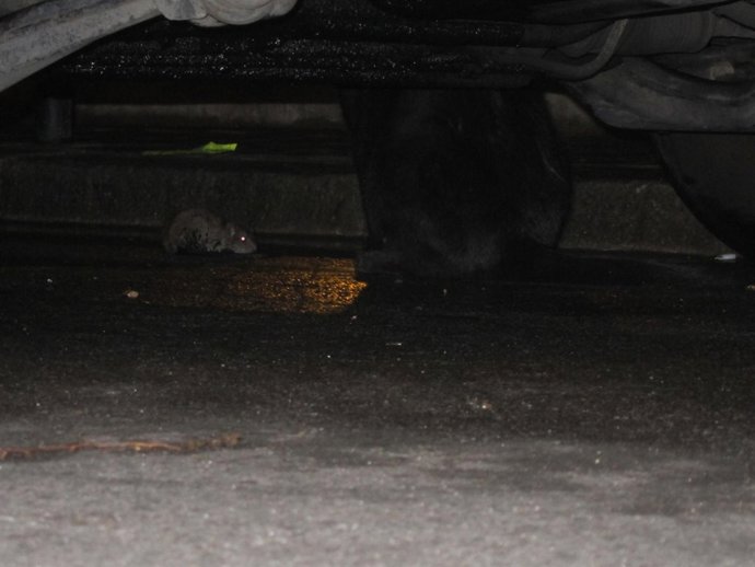 Una rata vigilada por un gato en la calle Tinent Flomesta de Barcelona