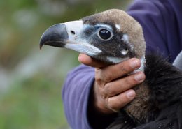 Polluelo de buitre negro