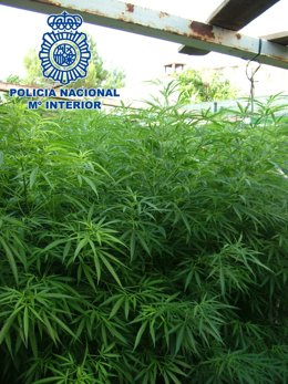 Incautan 30 kilos de marihuana en un cultivo en Castellgalí