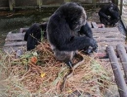 Una chimpancé huérfana adopta una serpiente pitón en Congo
