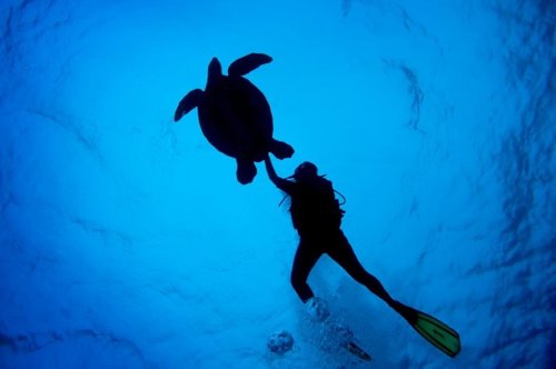 Tortuga y Buceador en Islas Cook