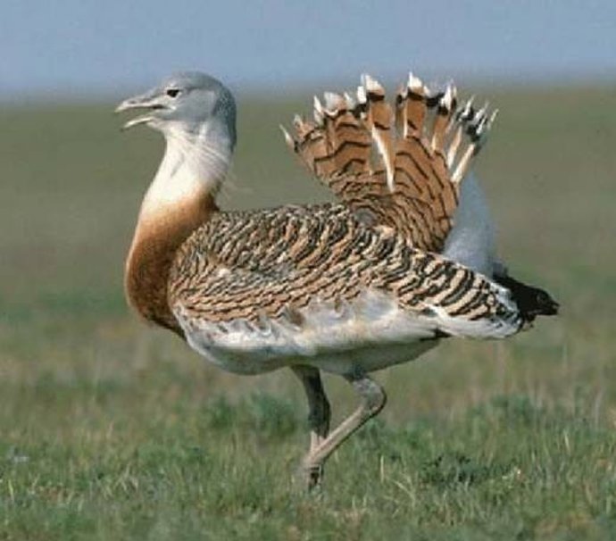 Ejemplar de avutarda