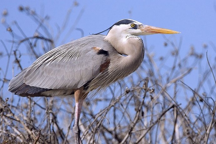 Garza