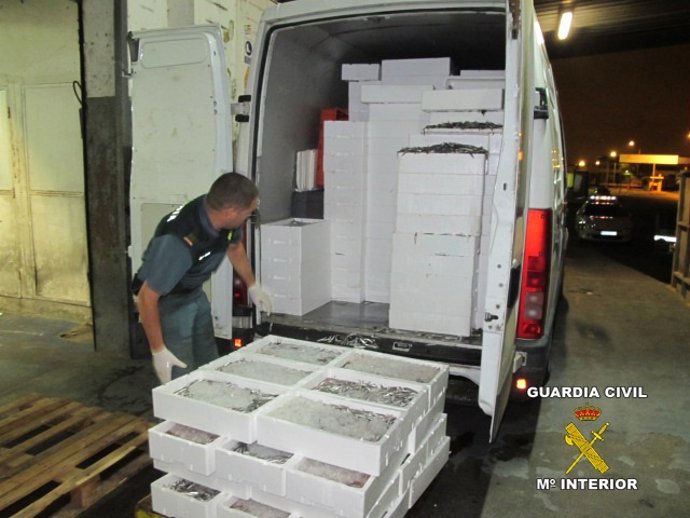 Decomisados 2.815 kilos de pescado inmaduro en la A-4