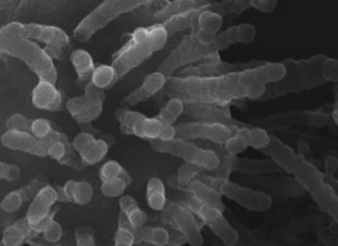 ORGANISMO INICELULAR