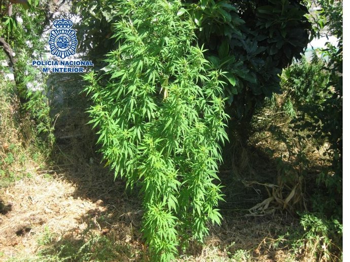 Marihuana intervenida en Motril